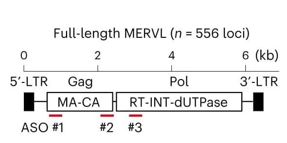 Open access visualization of Workflow, Illustration, MERVL, ASOs
