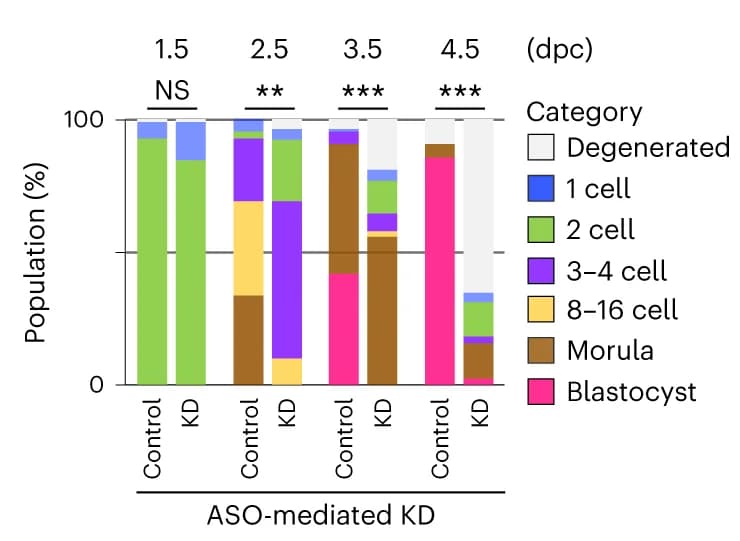 Open access visualization of Stacked Bar Plot, Embryo Development, Control Embryos, MERVL-KD Embryos, Chi-square Test