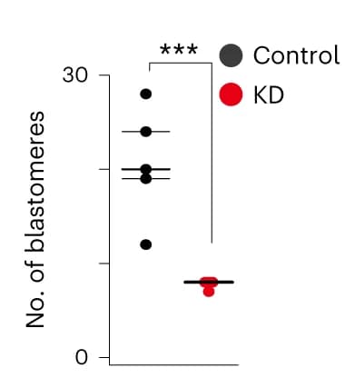 Open access visualization of Scatter Plot, Blastomere Count, OCT4 Intensity, CDX2 Intensity, Control Morula