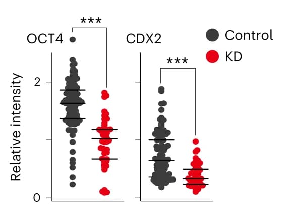Open access visualization of Scatter Plot, Blastomere Count, OCT4 Intensity, CDX2 Intensity, Control Morula