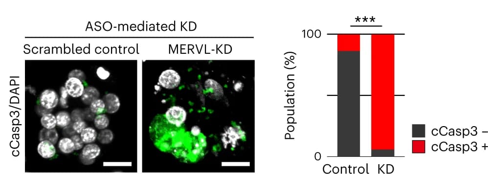 Open access visualization of Stacked Bar Plot, Microscopy, Photo, Immunofluorescence, Cleaved Caspase-3