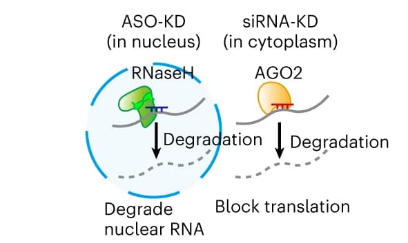 Open access visualization of Workflow, Illustration, ASO, siRNA, RNA targeting