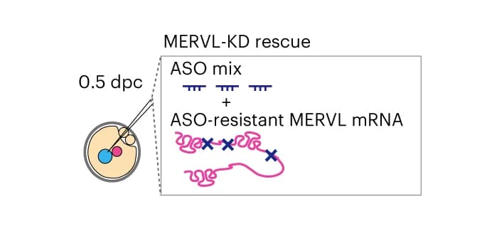 Open access visualization of Workflow, Illustration, Experimental Procedure, In trans Rescue, MERVL-KD