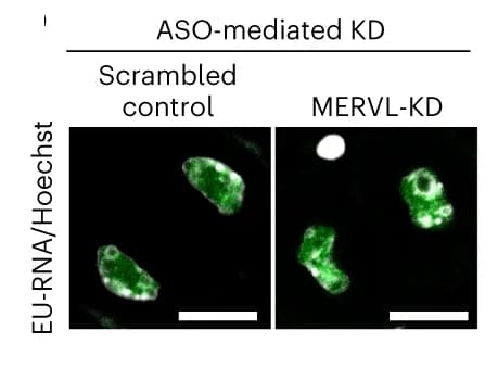 Open access visualization of Microscopy, EU Incorporation Assay, Embryos, Two-Cell Stage, Control