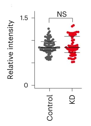 Open access visualization of Scatter Plot, EU Intensity, Nucleus, Hoechst 33342, T-Tests