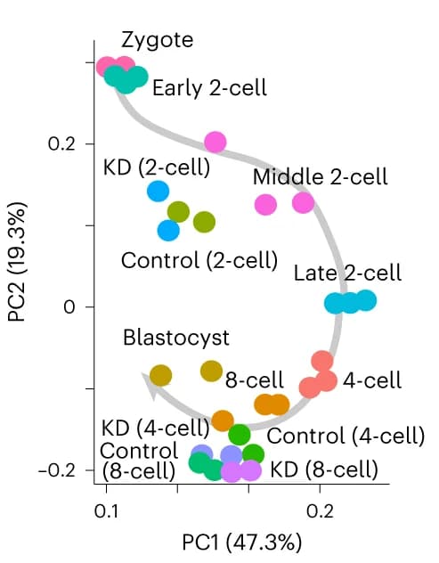 Open access visualization of Scatter Plot, PCA, Principal Component Analysis, Gene Expression Profiles, Embryos