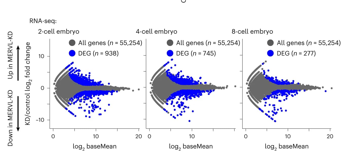 Open access visualization of Scatter Plot, Volcano Plot, RNA-Seq, Differential Gene Expression Analysis, Embryos