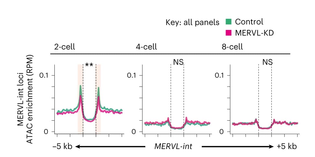 Open access visualization of Line Plot, Tag density plots, ATAC-seq enrichment, MERVL-int copies, Control embryos