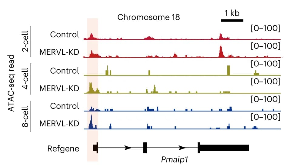 Open access visualization of Line Plot, ATAC-seq signals, Control embryos, MERVL-KD embryos, Two-cell stage
