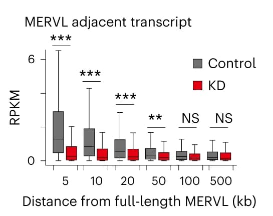 Open access visualization of Box Plot, RPKM values, Adjacent transcripts, ASO-targeted full-length MERVL