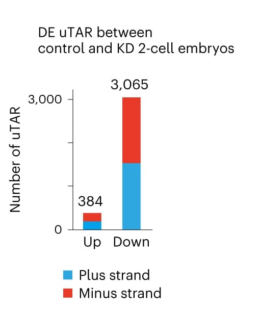 Open access visualization of Stacked Bar Plot, Bar Plot, Upregulated uTARs, Downregulated uTARs, MERVL-KD embryos