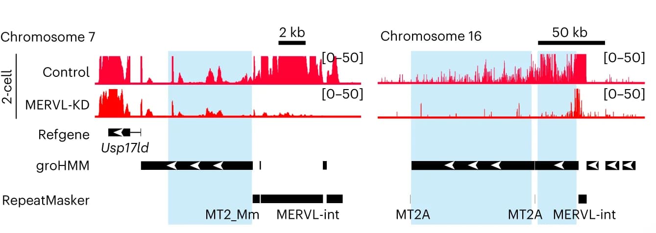 Open access visualization of Line Plot, RNA-seq signals, Control embryos, MERVL-KD embryos, uTARs