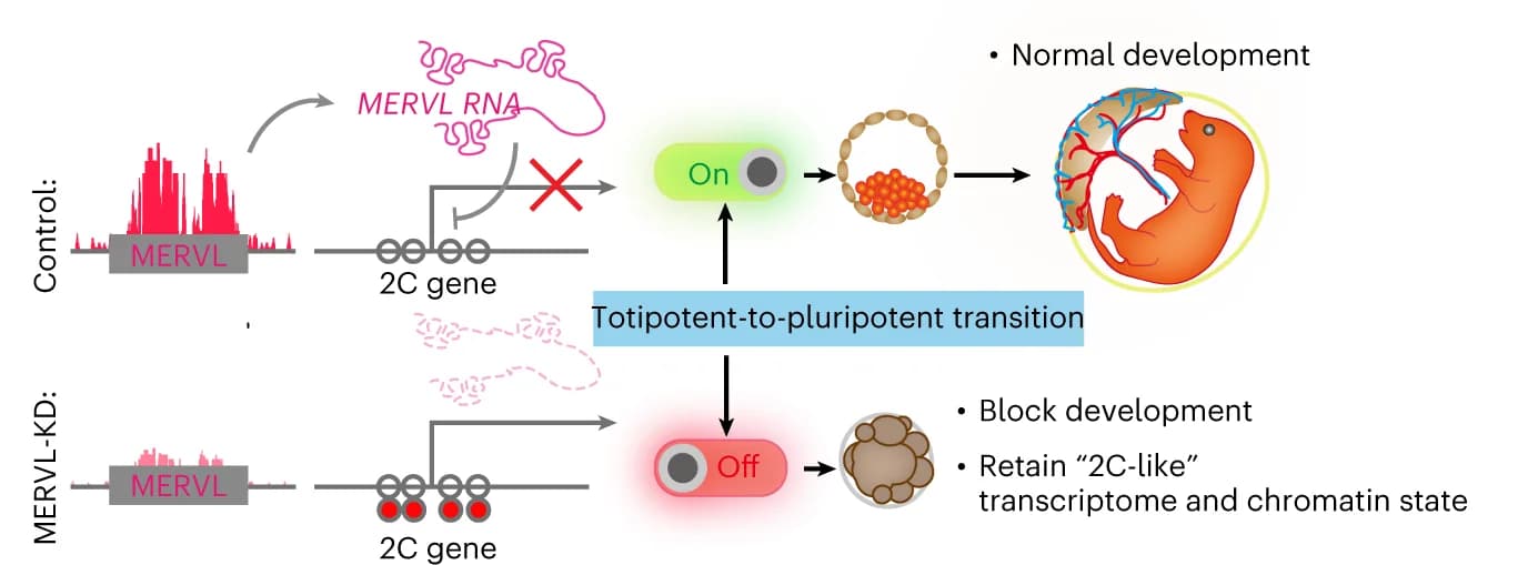Open access visualization of Workflow, Flowchart, MERVL, Totipotent-to-pluripotent transition, Preimplantation development