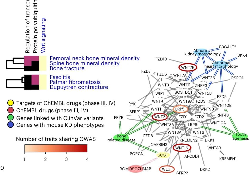 Open access visualization of Network, Pathway, Heatmap, Clusters, Bone-Related Traits