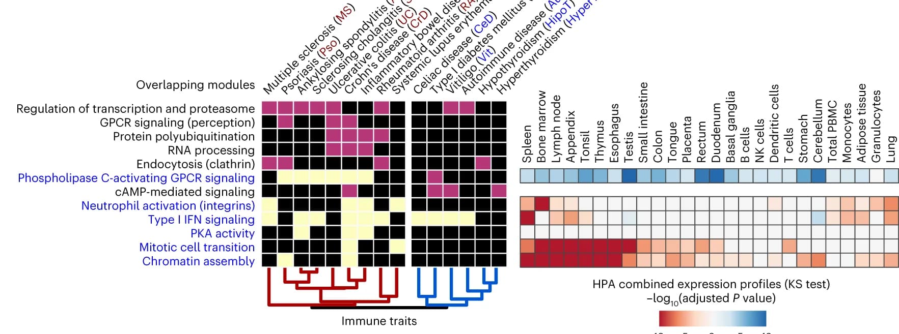 Open access visualization of Heatmap, Clustered, Gene Modules, Traits, GOBP Enrichment