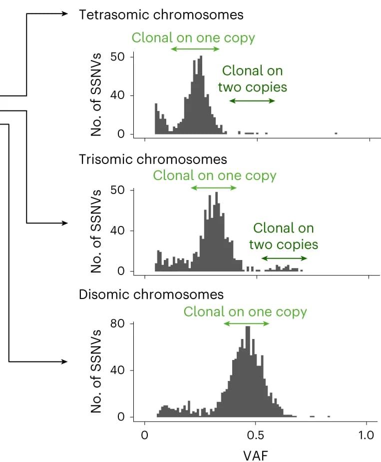Open access visualization of Histogram, VAF Distribution, SSNVs, Copy Number, Tumor