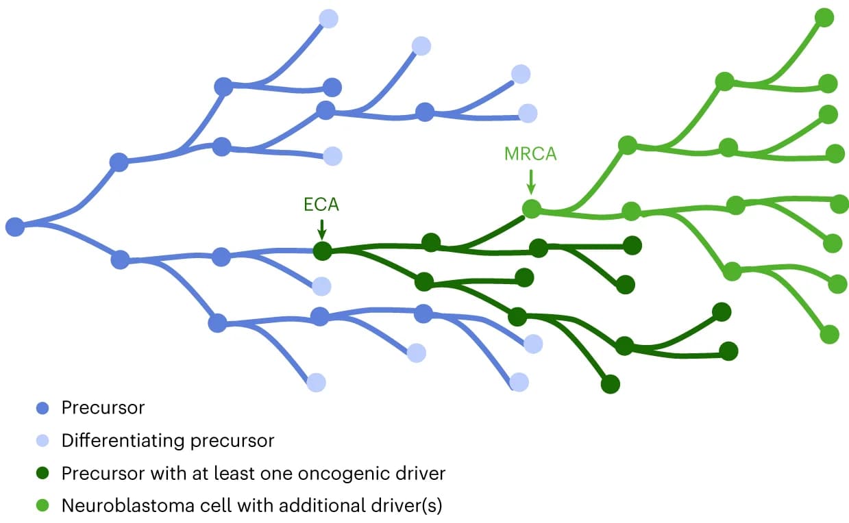 Open access visualization of Workflow, Illustration, Model Scheme, Neuronal Precursors, Oncogenic Events