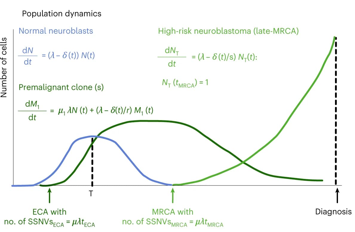 Open access visualization of Line Plot, Population Dynamics, Normal Neuroblasts, Premalignant Clones, High-Risk Neuroblastomas