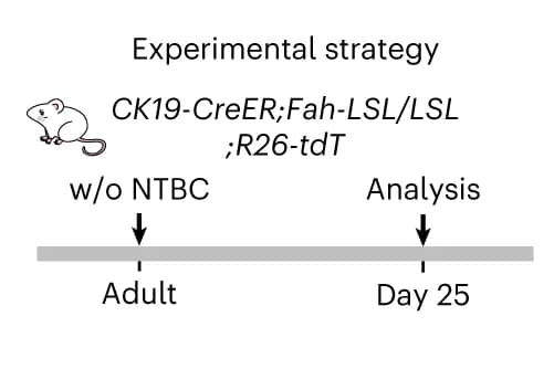 Open access visualization of Workflow, Flowchart, Experimental Strategy
