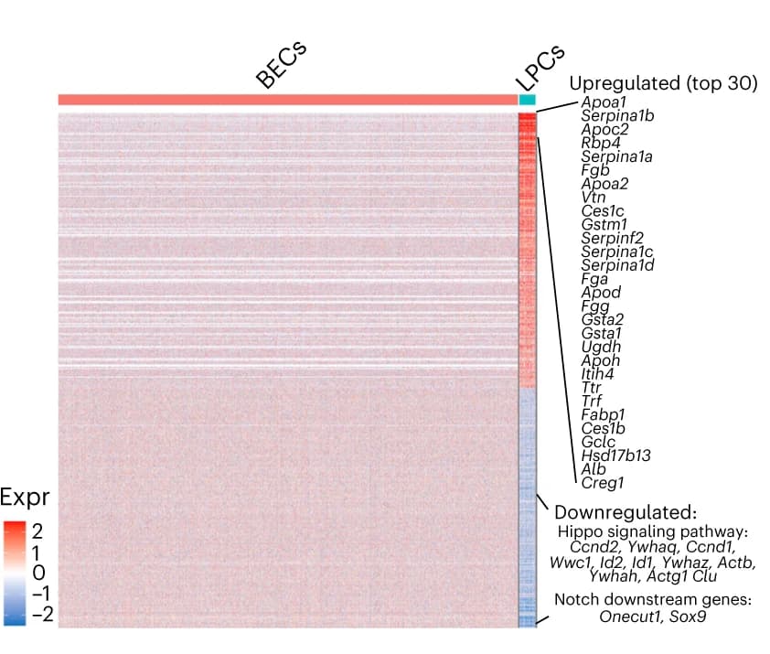 Open access visualization of Heatmap, Differentially Expressed Genes, BECs, LPCs