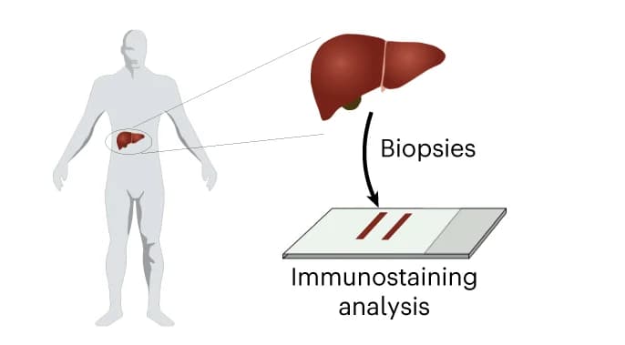 Open access visualization of Workflow, Illustration, Experimental Strategy