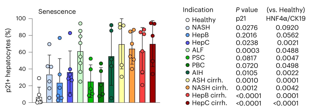 Open access visualization of Bar Plot, Error Bars, Scatter Plot, Hepatocytes, Nuclear p21 staining