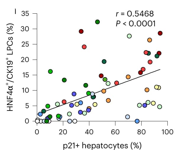 Open access visualization of Scatter Plot, Regression Plot, Correlation Plot, LPC Number, Hepatocyte Senescence Percentage