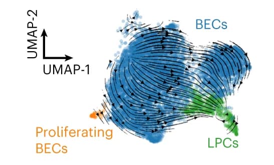 Open access visualization of Scatter Plot, UMAP, RNA velocity, EPCAM+ cells, Fah-LSL/LSL mice