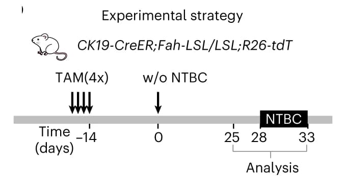 Open access visualization of Workflow, Illustration, Experimental strategy, Schematic