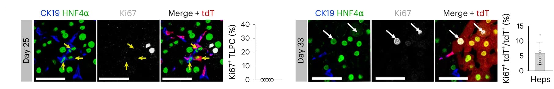 Open access visualization of Microscopy, Bar Plot, Error Bars, Immunostaining, tdT