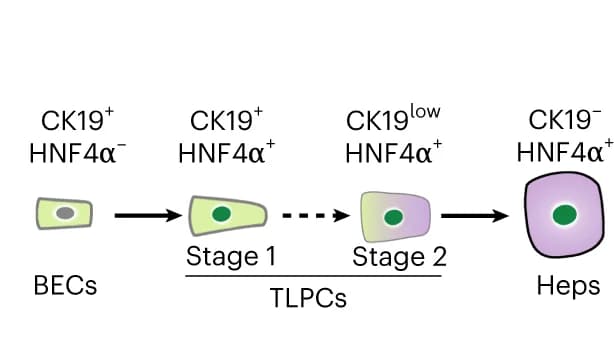 Open access visualization of Workflow, Illustration, Schematic, TLPCs, BECs