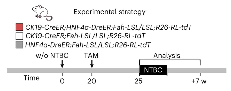 Open access visualization of Workflow, Flowchart, Illustration, Experimental strategy