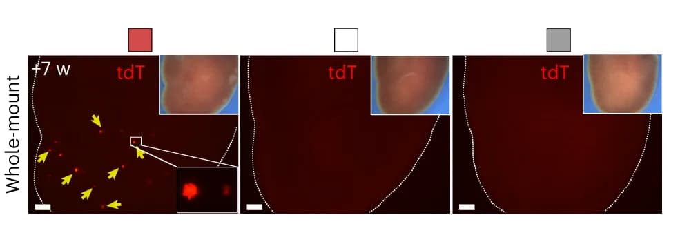 Open access visualization of Microscopy, Photo, tdT fluorescent liver images, Mice, Clones