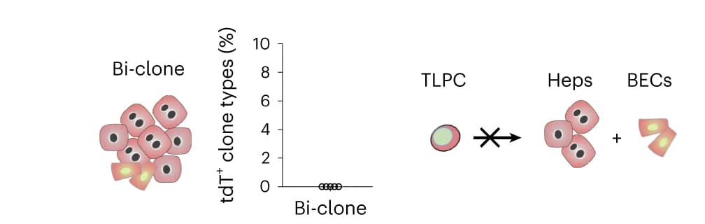 Open access visualization of Illustration, Scatter Plot, Workflow, Hybrid clone, BECs