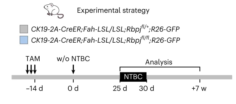 Open access visualization of Workflow, Illustration, Experimental strategy, Rbpj gene knockout, BECs