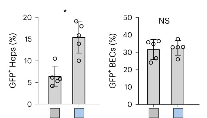Open access visualization of Bar Plot, Error Bars, GFP + hepatocytes, GFP + BECs, Mice
