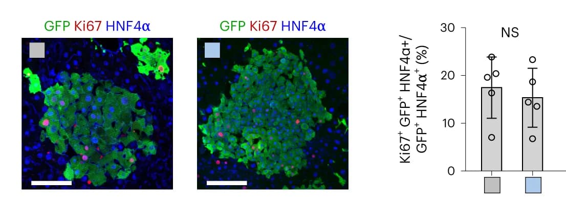 Open access visualization of Bar Plot, Error Bars, Microscopy, Photo, Immunostaining