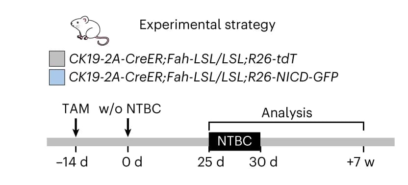 Open access visualization of Workflow, Illustration, Experimental Strategy, Control, NICD-OE