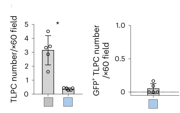 Open access visualization of Bar Plot, Error Bars, Scatter Plot, Quantification, TLPCs