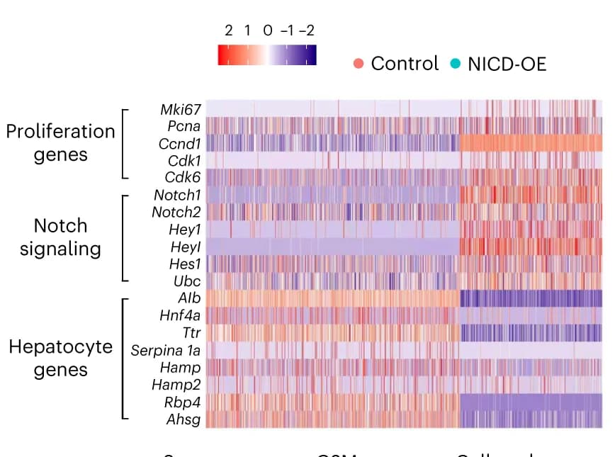 Open access visualization of Heatmap, scRNA-seq heatmap, EPCAM+ Cells, Control Mice, NICD-OE Mice