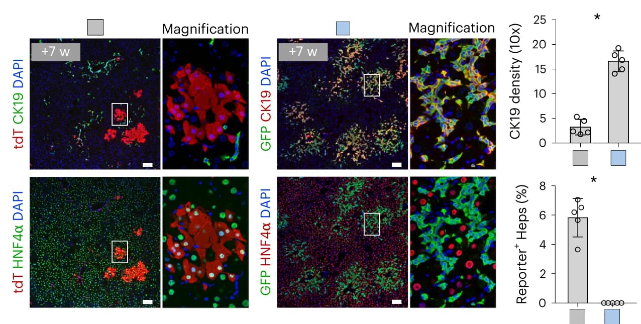 Open access visualization of Microscopy, Bar Plot, Error Bars, Immunostaining, tdT
