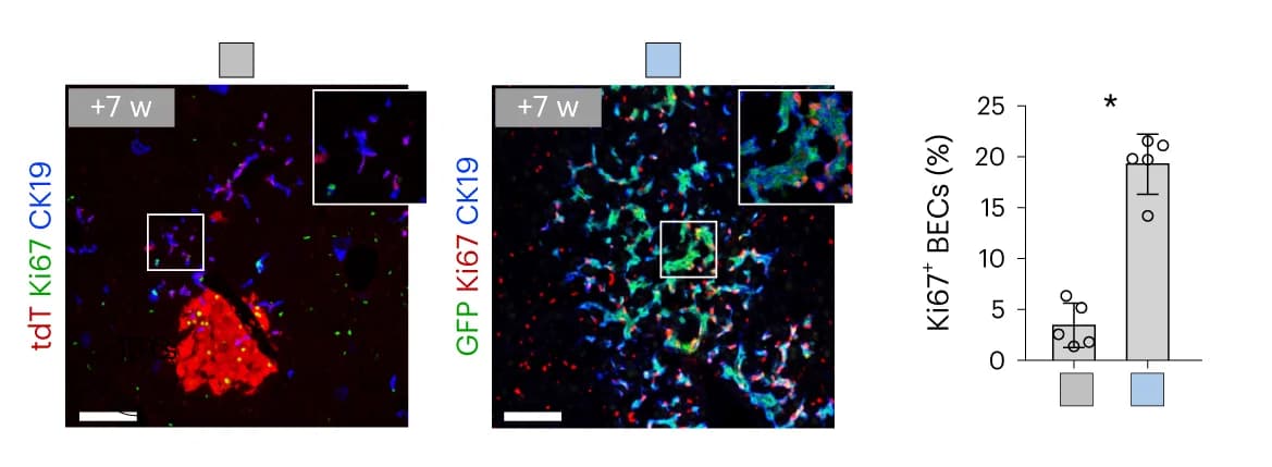 Open access visualization of Bar Plot, Error Bars, Microscopy, Immunostaining, tdT