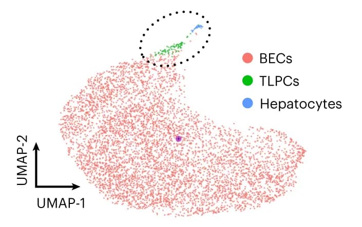 Open access visualization of Scatter Plot, UMAP, UMAP Visualization, Cell Populations, CK19-CreER;Fah-LSL/LSL;R26-tdT Mice