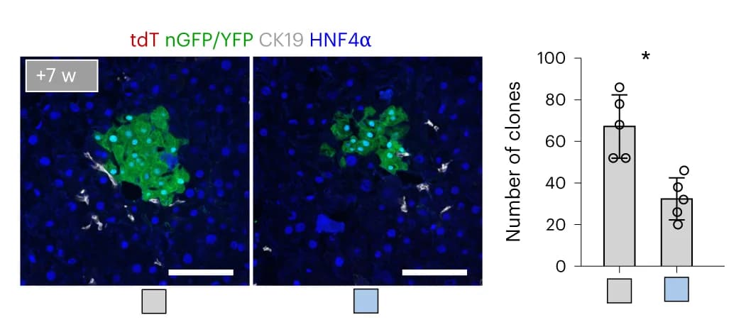 Open access visualization of Bar Plot, Error Bars, Microscopy, Immunostaining, tdT