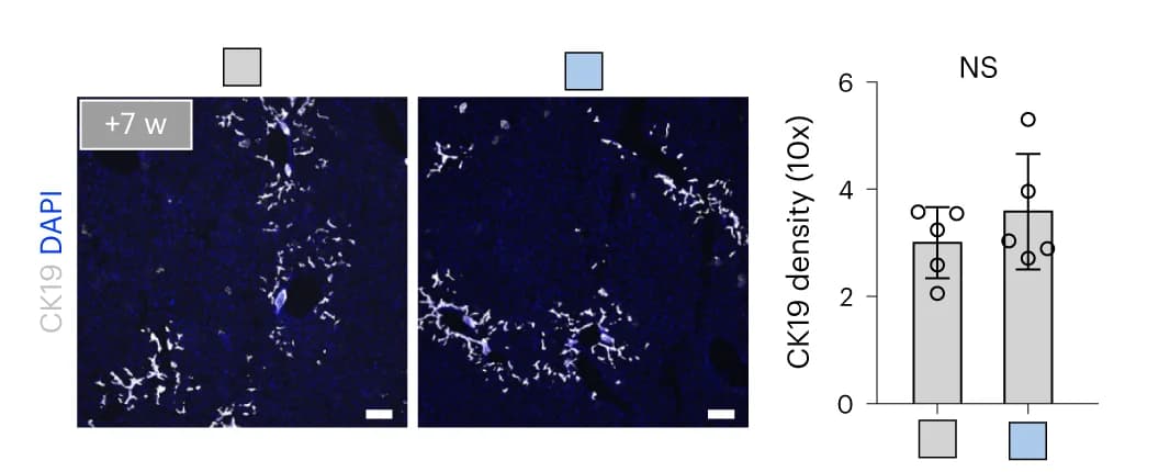 Open access visualization of Bar Plot, Error Bars, Microscopy, Immunostaining, CK19