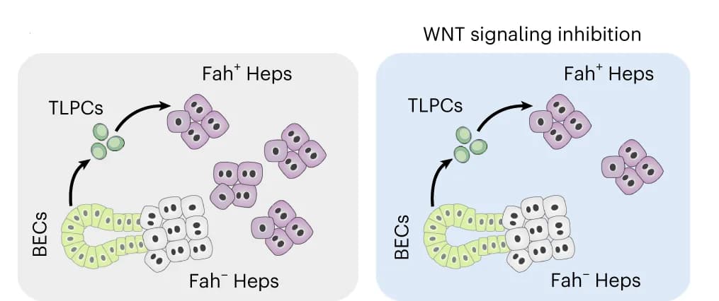 Open access visualization of Workflow, Illustration, TLPC, Hepatocyte, WNT Signaling