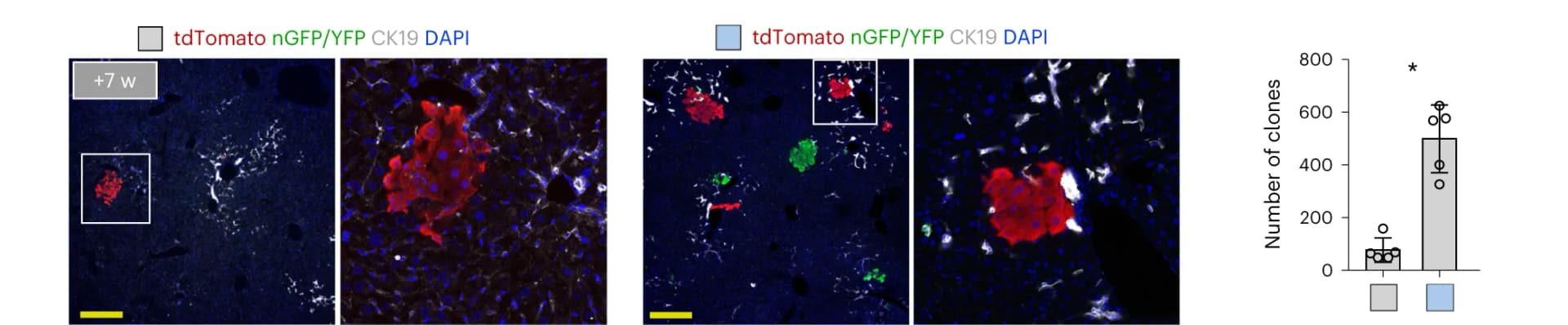 Open access visualization of Bar Plot, Microscopy, Immunostaining, tdT, nGFP