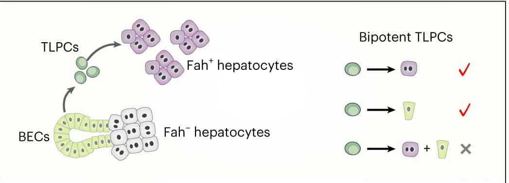 Open access visualization of Workflow, Illustration, TLPCs, BECs, Hepatocytes