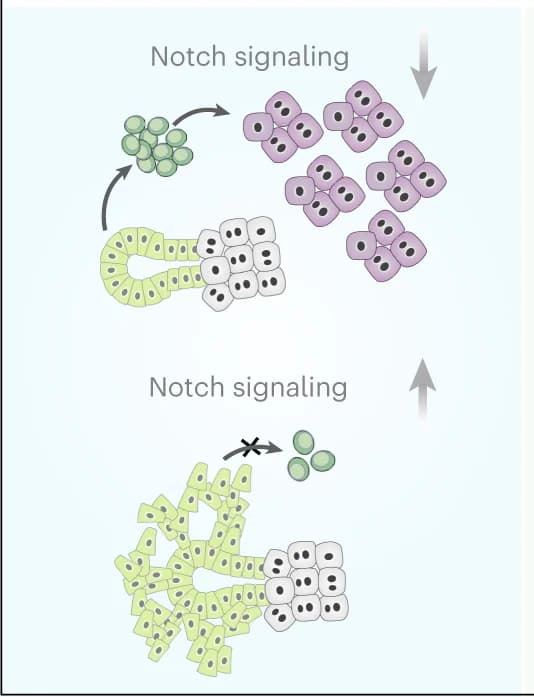 Open access visualization of Illustration, Workflow, Notch Signaling, BECs, TLPCs