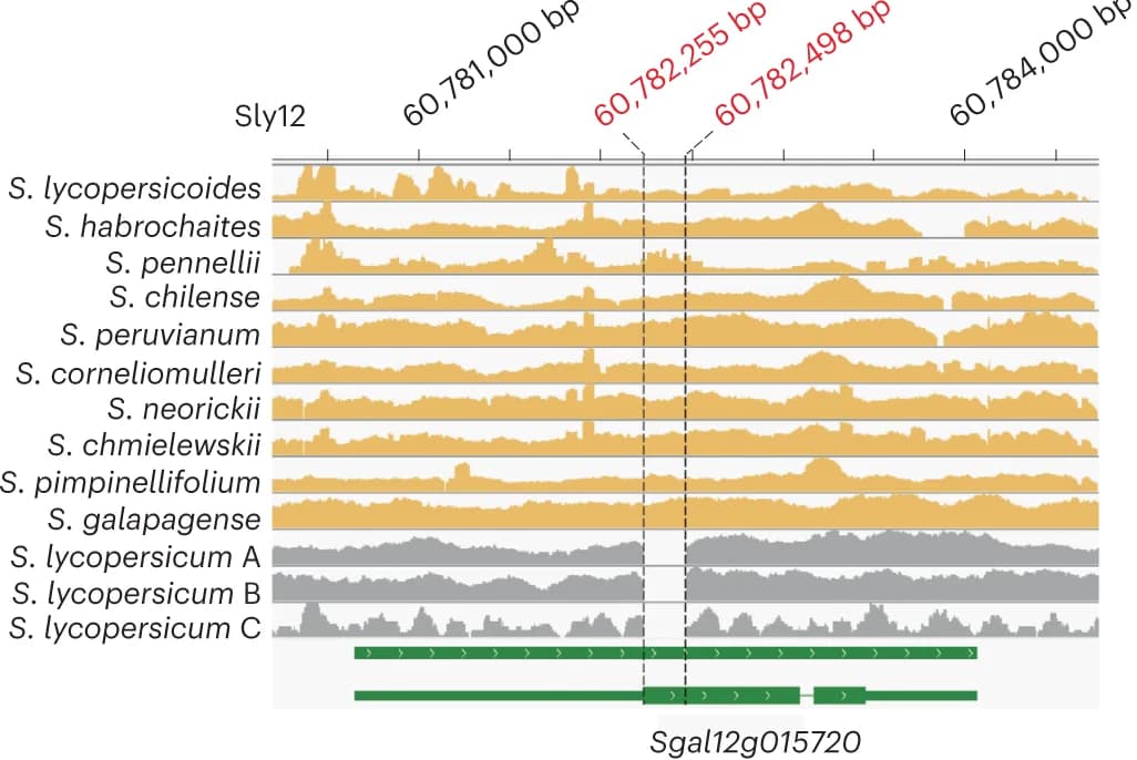 Open access visualization of Line Plot, Density Plot, Deletion, Exon, Domesticated Tomatoes